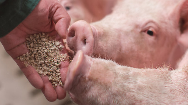 Khả năng phát triển ngành chăn nuôi gia súc ở Trung du và miền núi phía Bắc